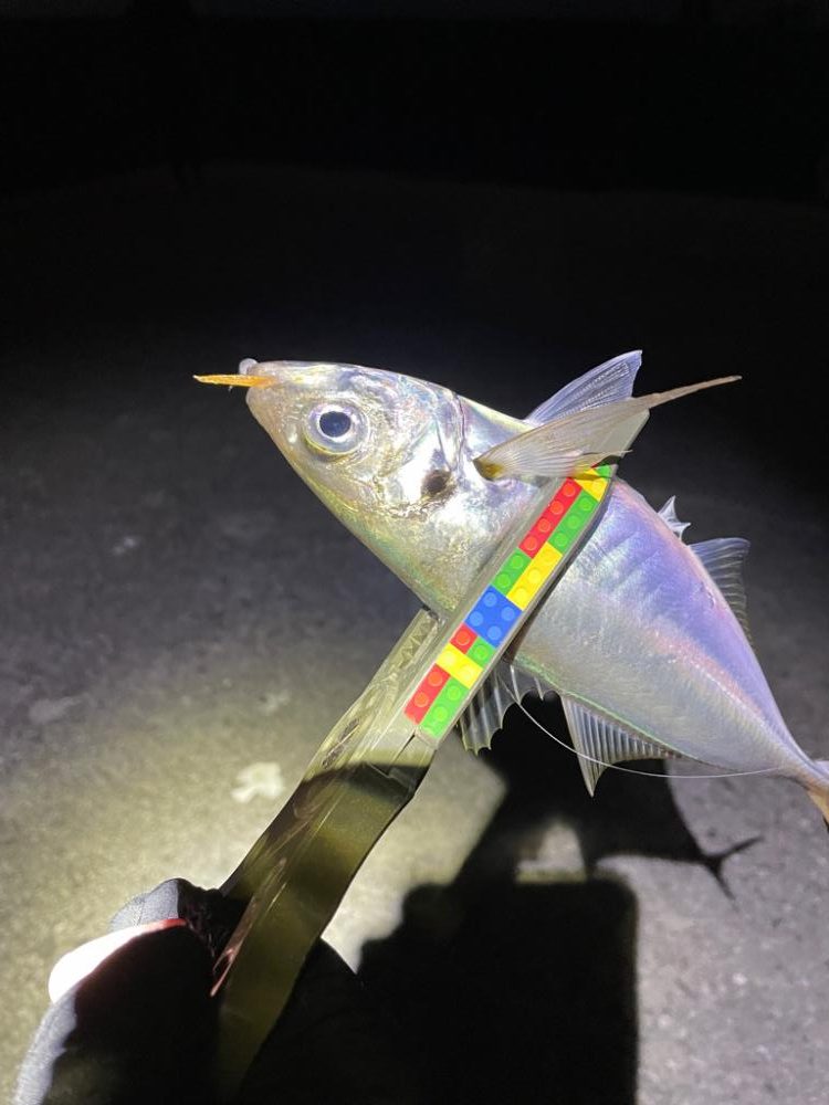 カマシング後に