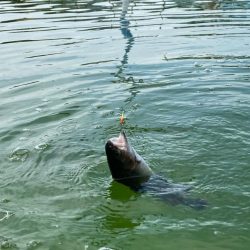 かめプー　エリアトラウト　管釣り