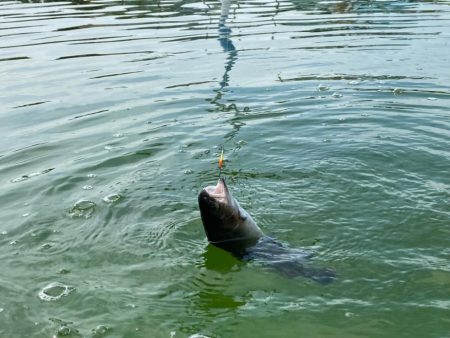 かめプー　エリアトラウト　管釣り