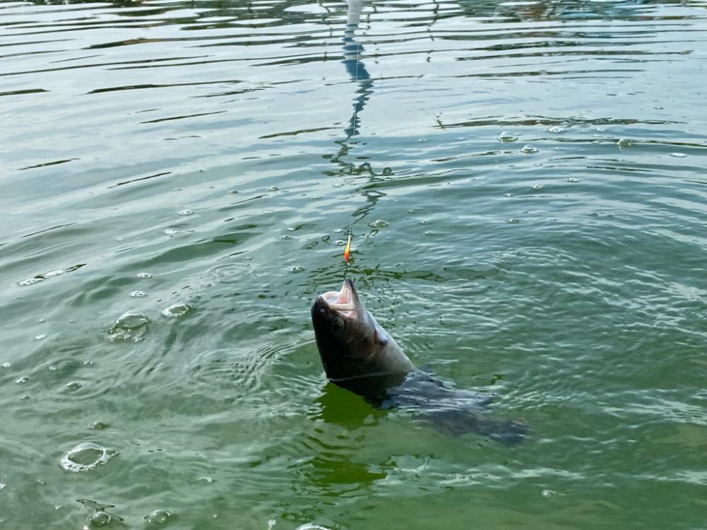 かめプー　エリアトラウト　管釣り