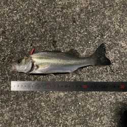 アジング良い感じ