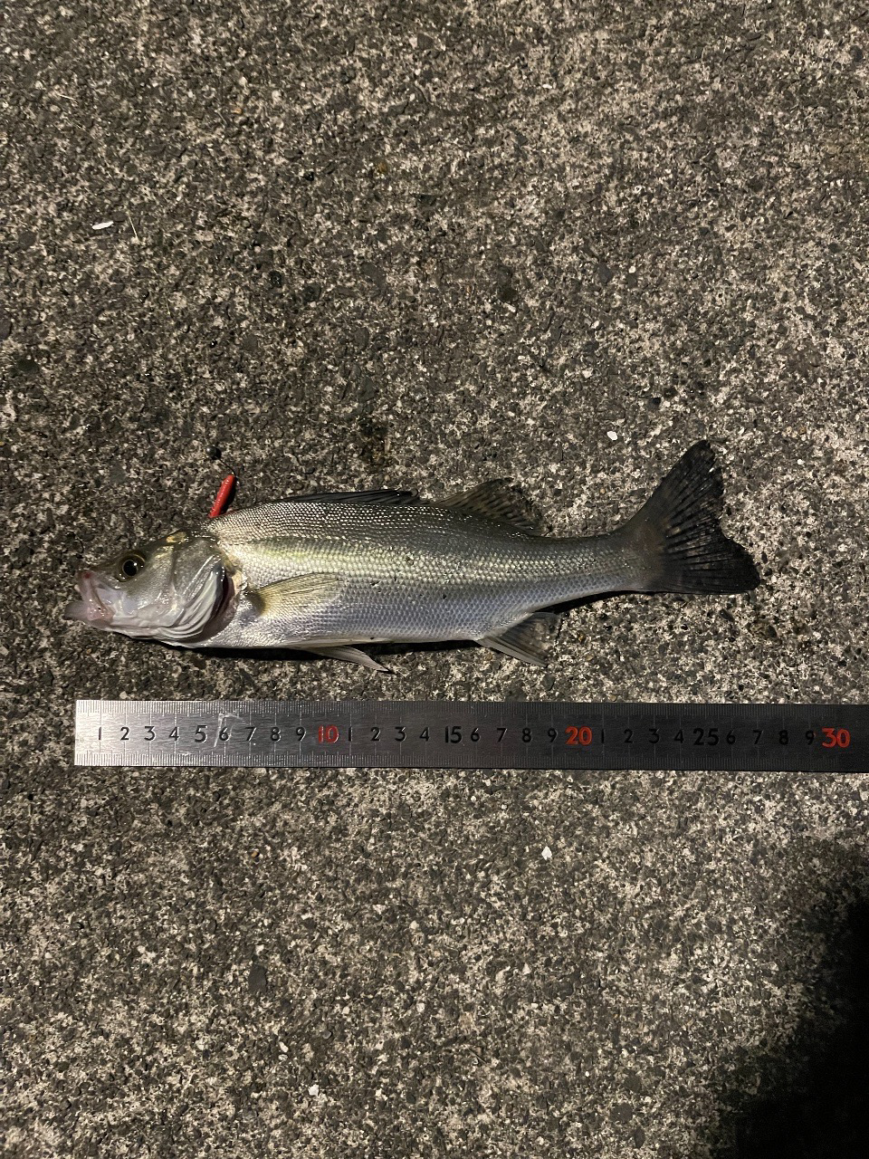 アジング良い感じ