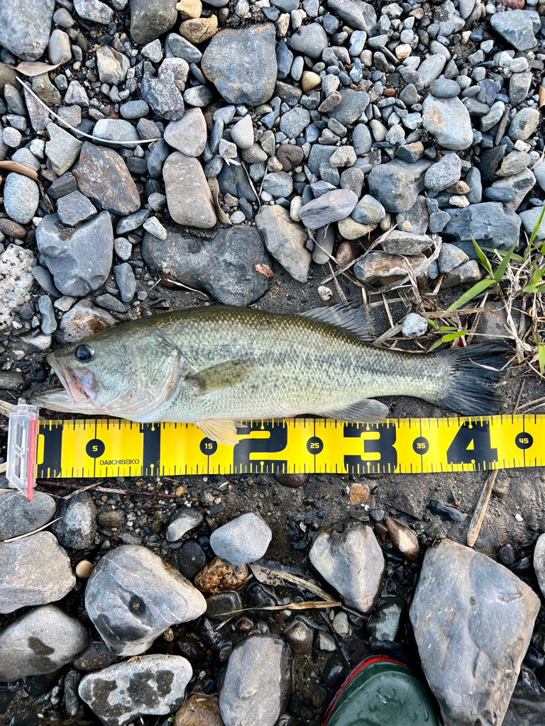 久々の川バス🐟