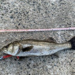 朝マヅメシーバス