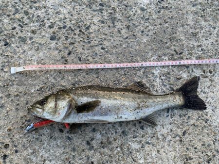 朝マヅメシーバス