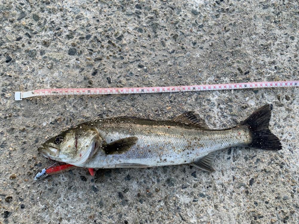 朝マヅメシーバス