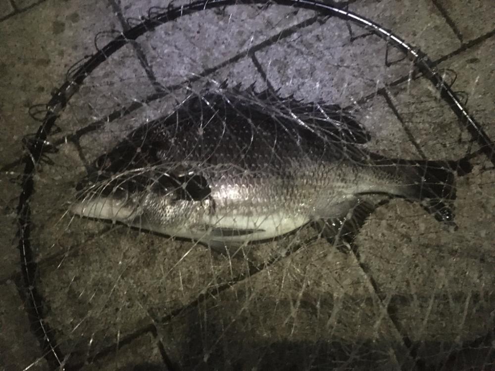 ヘチでチヌ、ブリは不発