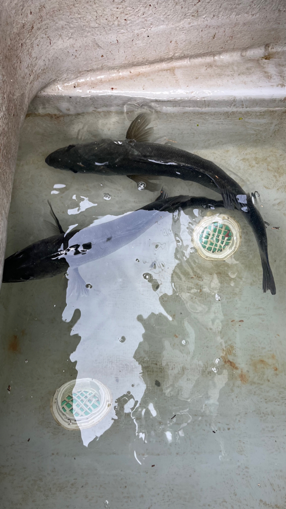 オフショアキャスティング