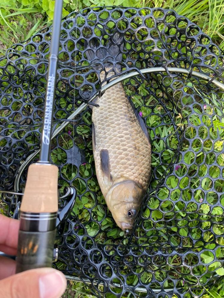 近所でフナ釣り