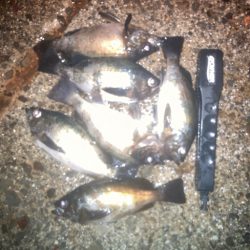 メバルプラッギング