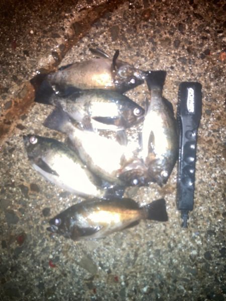 メバルプラッギング