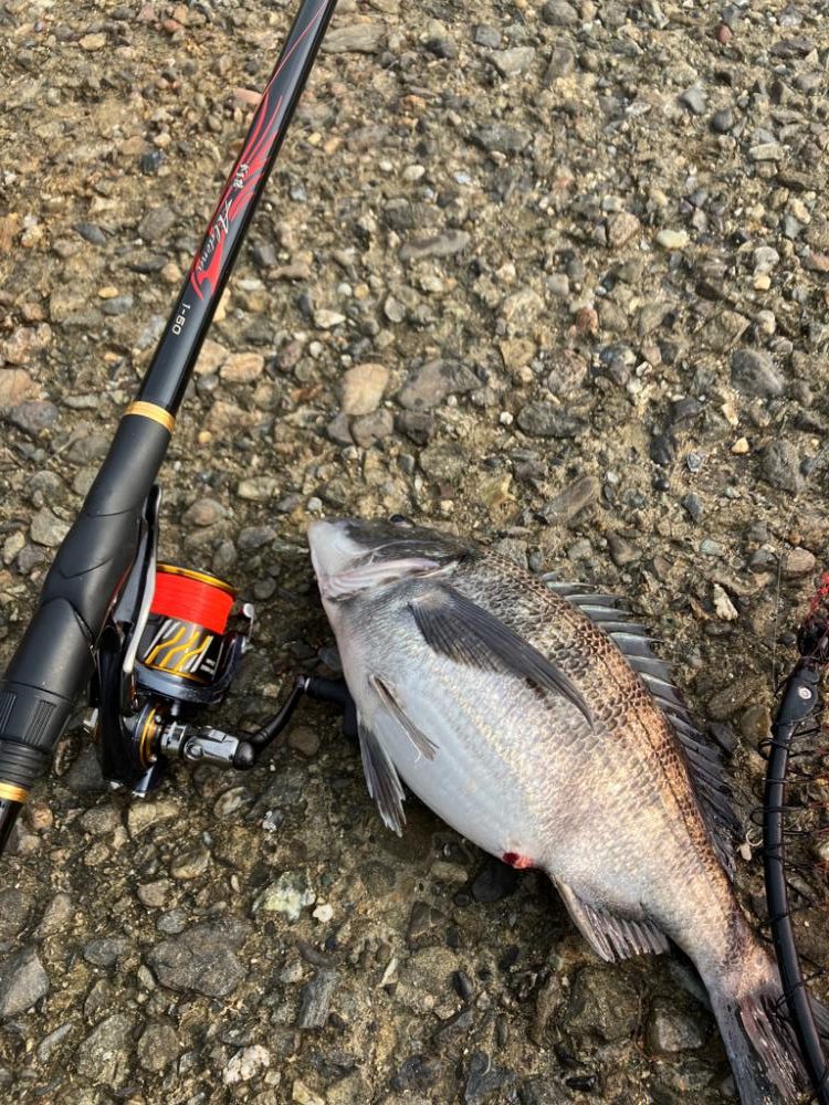 エビ撒きで乗っ込みチヌ狙い