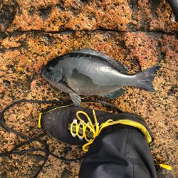1ヶ月ぶりのカゴ釣り