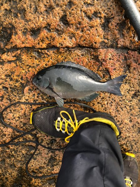 1ヶ月ぶりのカゴ釣り