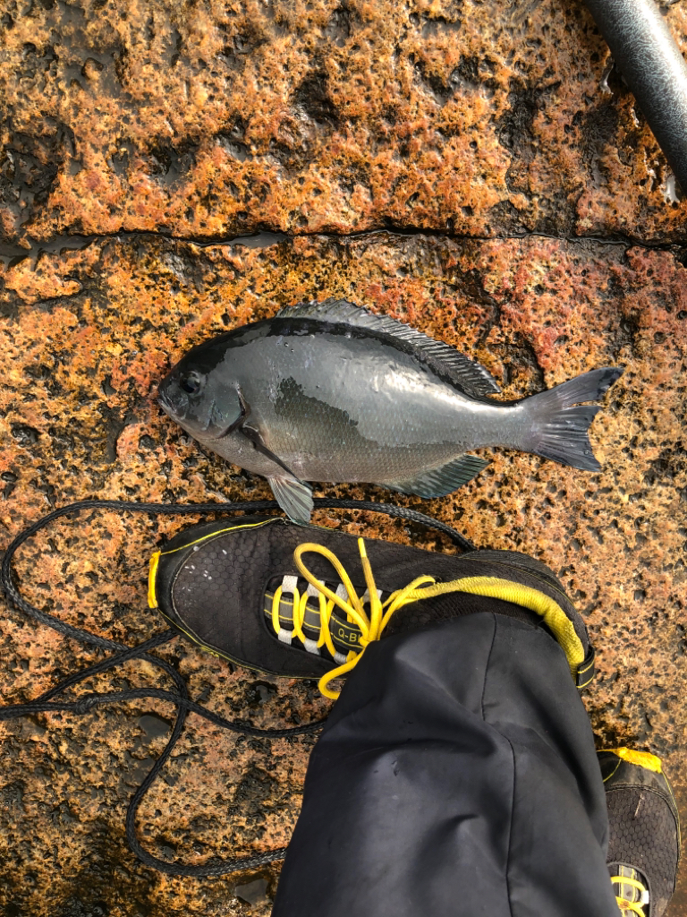 1ヶ月ぶりのカゴ釣り