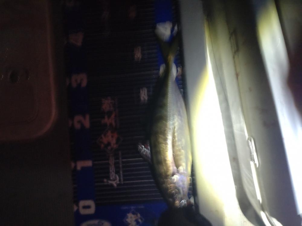 初のボートアジングでギガアジ！！