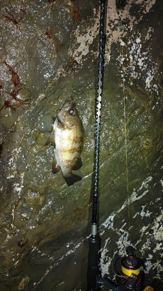 メバル シーバス