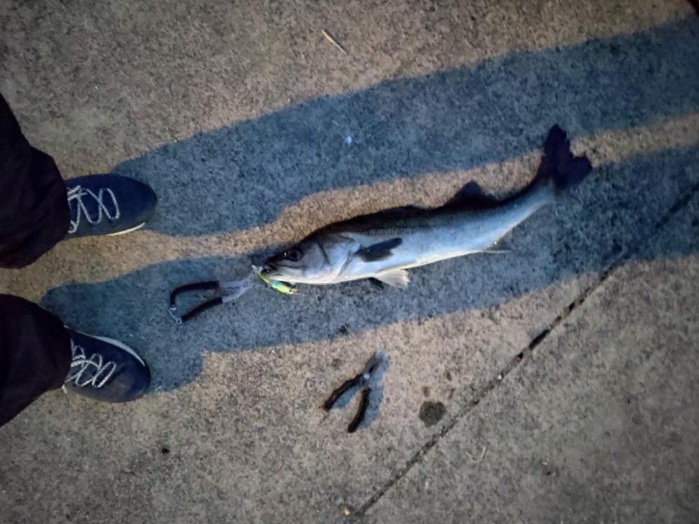 今年初シーバス！