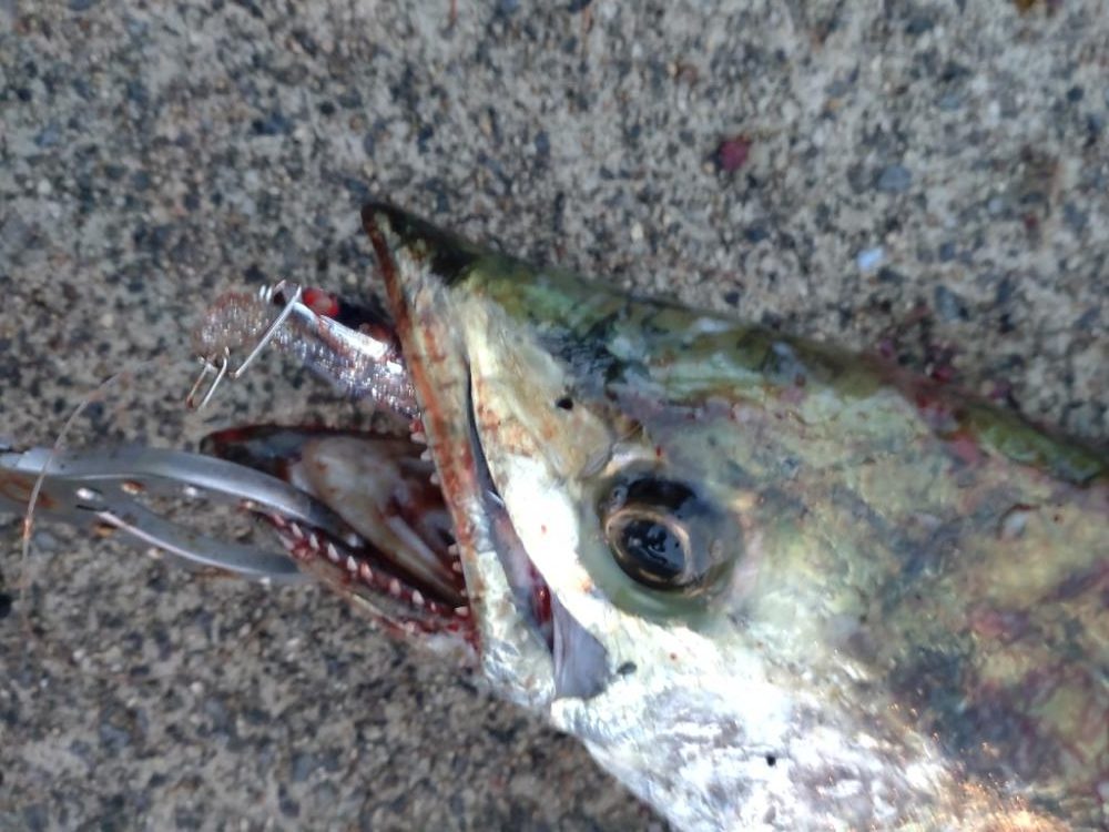 ショアで春鰆‼️