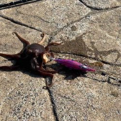 大雨の後はコウイカ反応無し