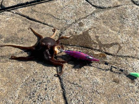 大雨の後はコウイカ反応無し