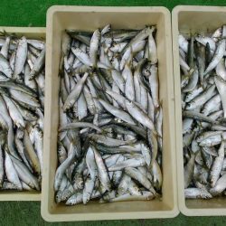 ５００匹の魚GET！