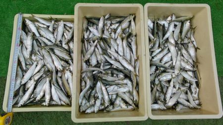 ５００匹の魚GET！