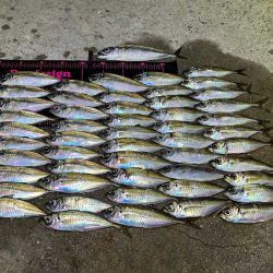 爆風でも豆アジ入れ食い！Mozuエリオンが最強！！