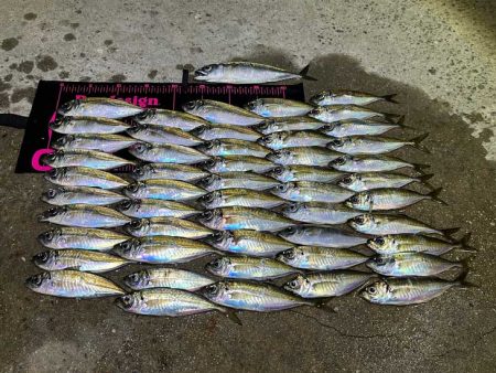 爆風でも豆アジ入れ食い！Mozuエリオンが最強！！