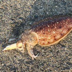 もぐもぐサーチにキビナゴ巻いてコウイカ爆釣モード！