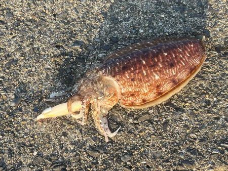 もぐもぐサーチにキビナゴ巻いてコウイカ爆釣モード！