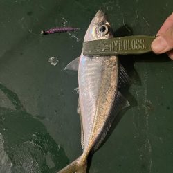 大在でデカアジ狙い