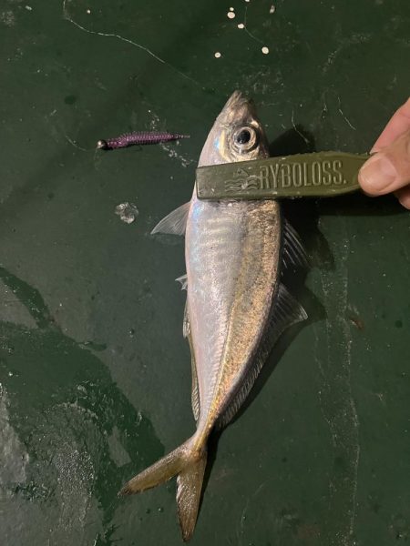 大在でデカアジ狙い