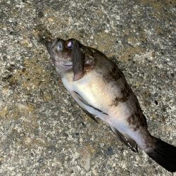 今年初のメバリング釣行