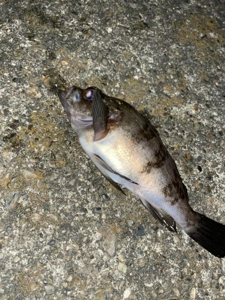 今年初のメバリング釣行