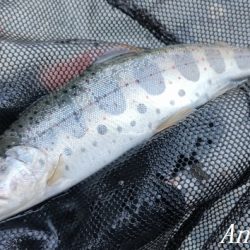 雨後はやっぱり高活性!