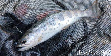 雨後はやっぱり高活性!