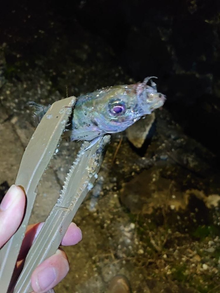 雨あとのアジング