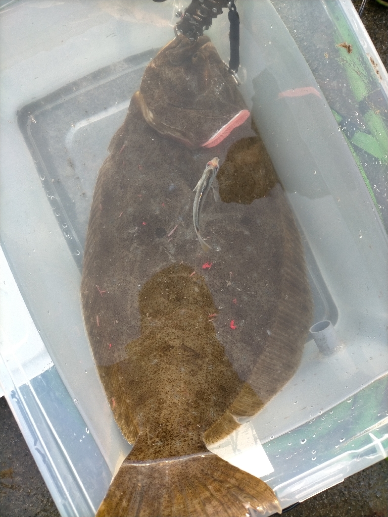 遂に大ヒラメをゲット!!