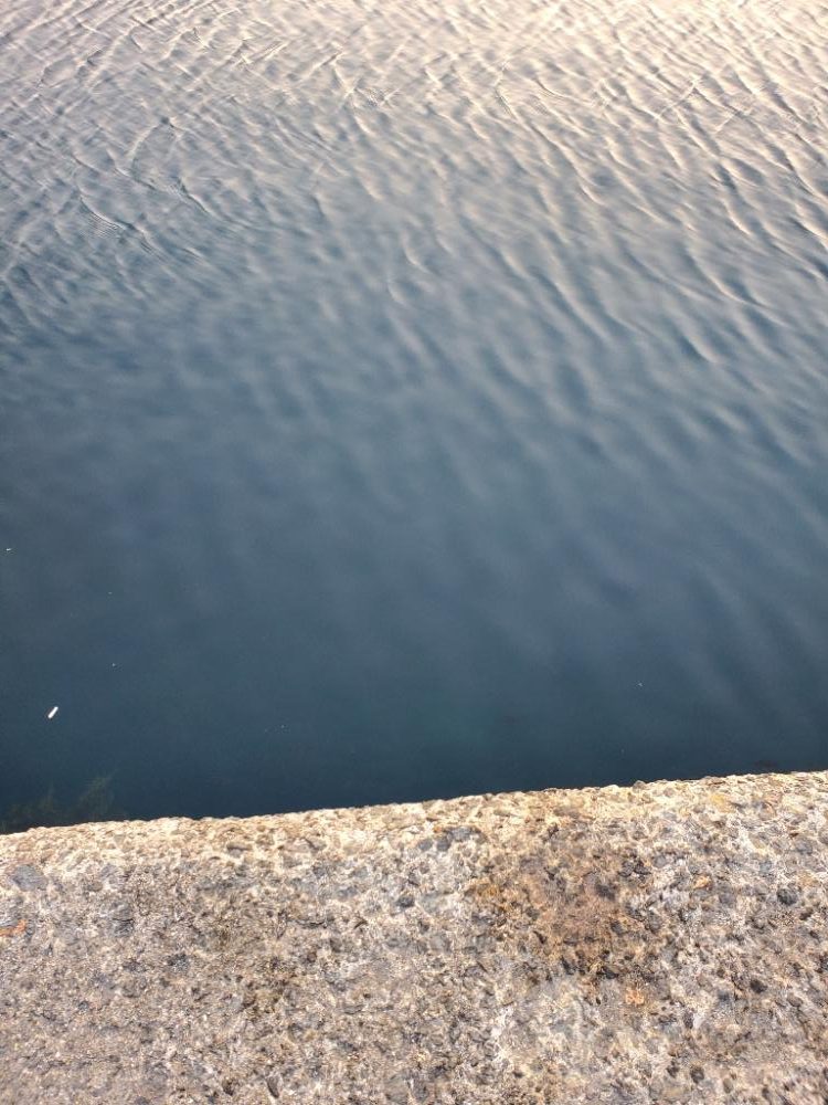 アジング 数はボチボチ、型はいまいち