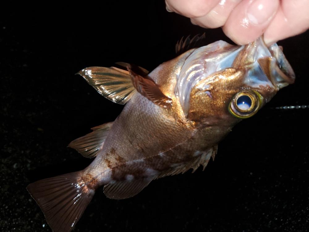 尺ガシラ、尺メバル