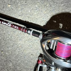 釣り場にいる猫ちゃんが気になって