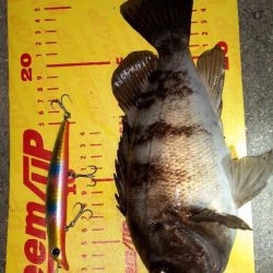 シーバス狙いで😊