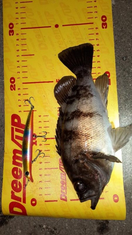 シーバス狙いで😊