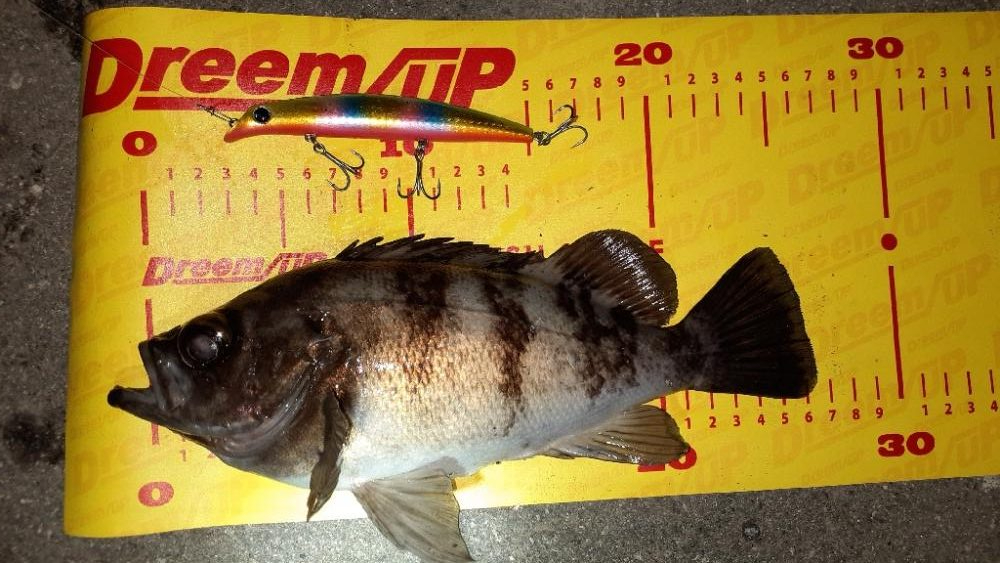 シーバス狙いで😊