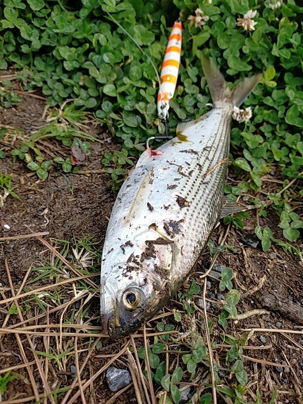 フィッシュイーターはいませんでした