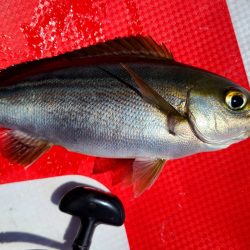 YAIBA磯祭り串本予選