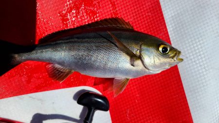 YAIBA磯祭り串本予選