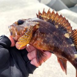和歌山　御坊の堤防でウツボ釣り