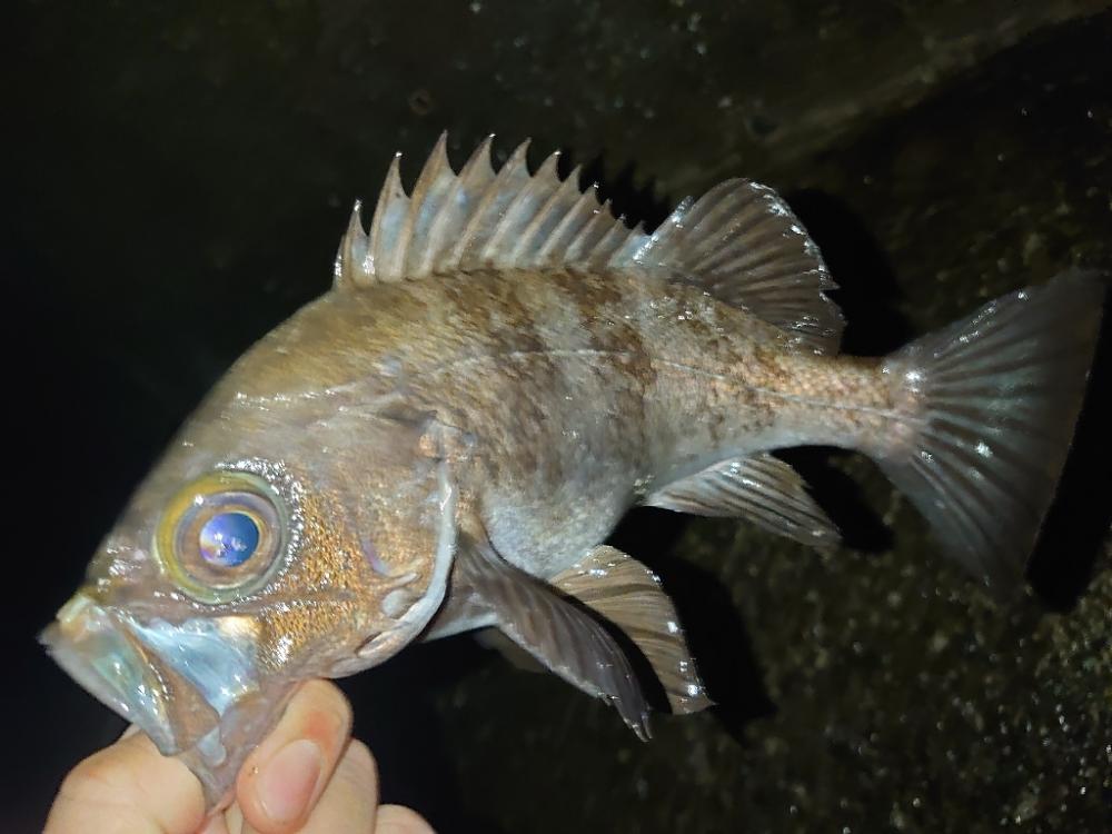 メバリング🎣